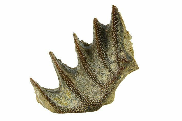Cretaceous Lungfish (Ceratodus) Tooth Plate - Morocco #294045